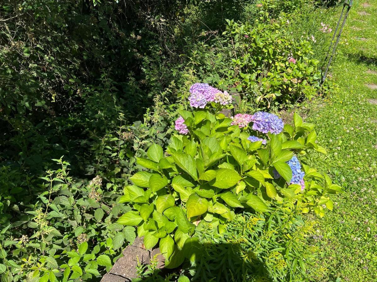 Hasenfeld Gaestehaus Zum Buchenweg מראה חיצוני תמונה